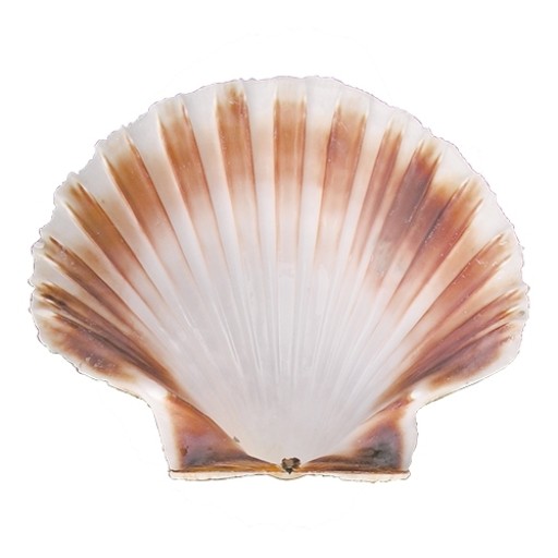 oester schelp Ø12,0cm